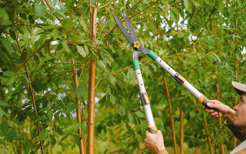 Tree trimming in Ashley, ND