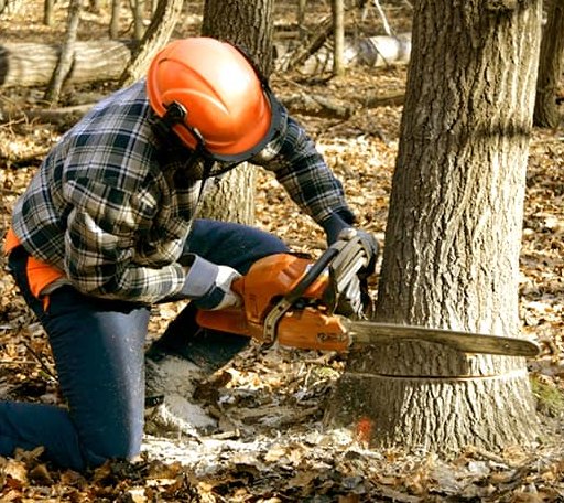 Tree Removal in Ashley, ND